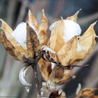 Mittwochsblümchen 2018-10 "Schnee-Blüten - eine besondere Sorte..."