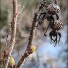 Mittwochsblümchen 2018-12 "Noch Winter - aber auch schon Frühling"