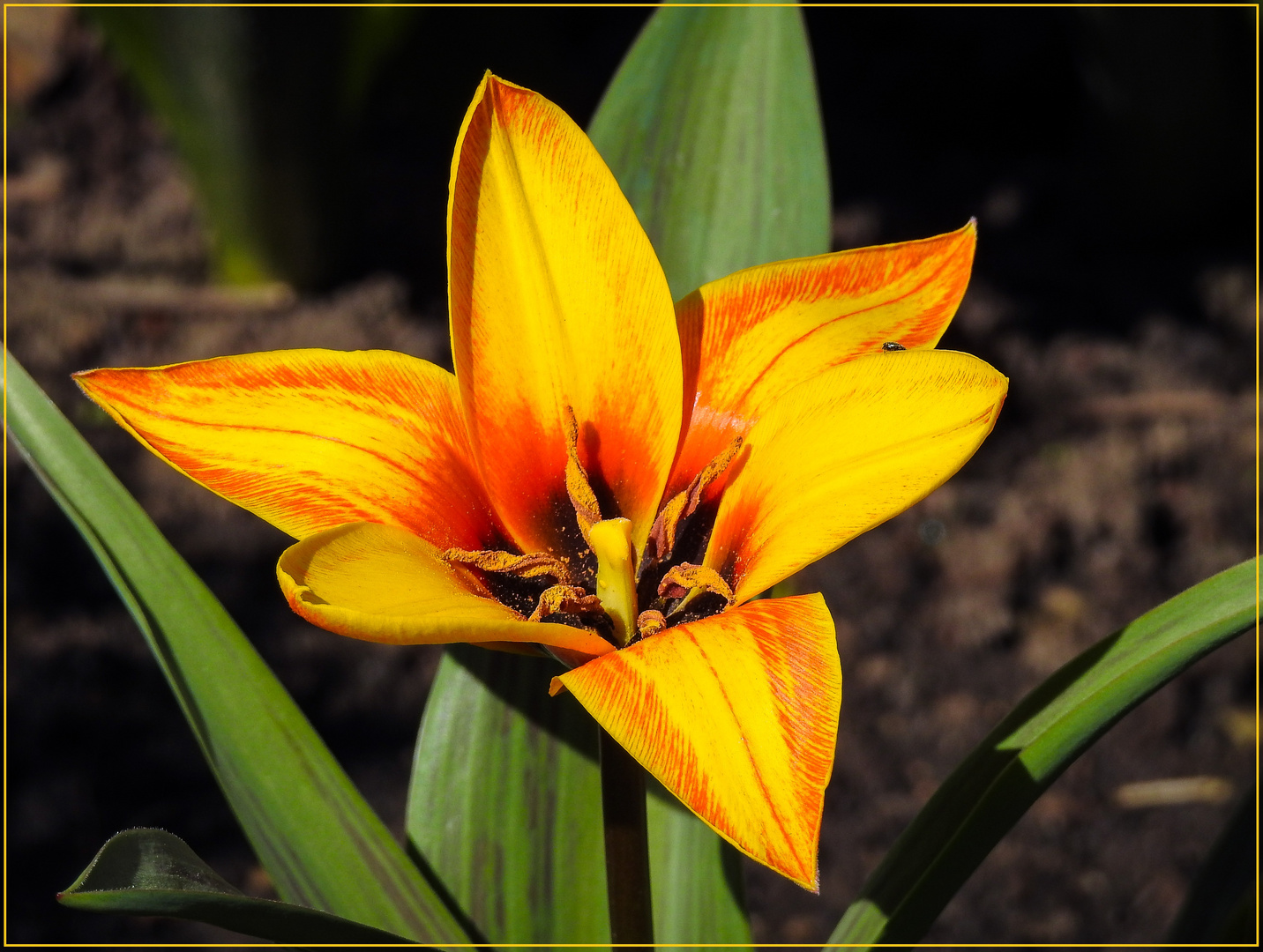 Mittwochsblümchen 2018-15 "Tulpe - für uns Alle hat sie ihr Herz geöffnet..."