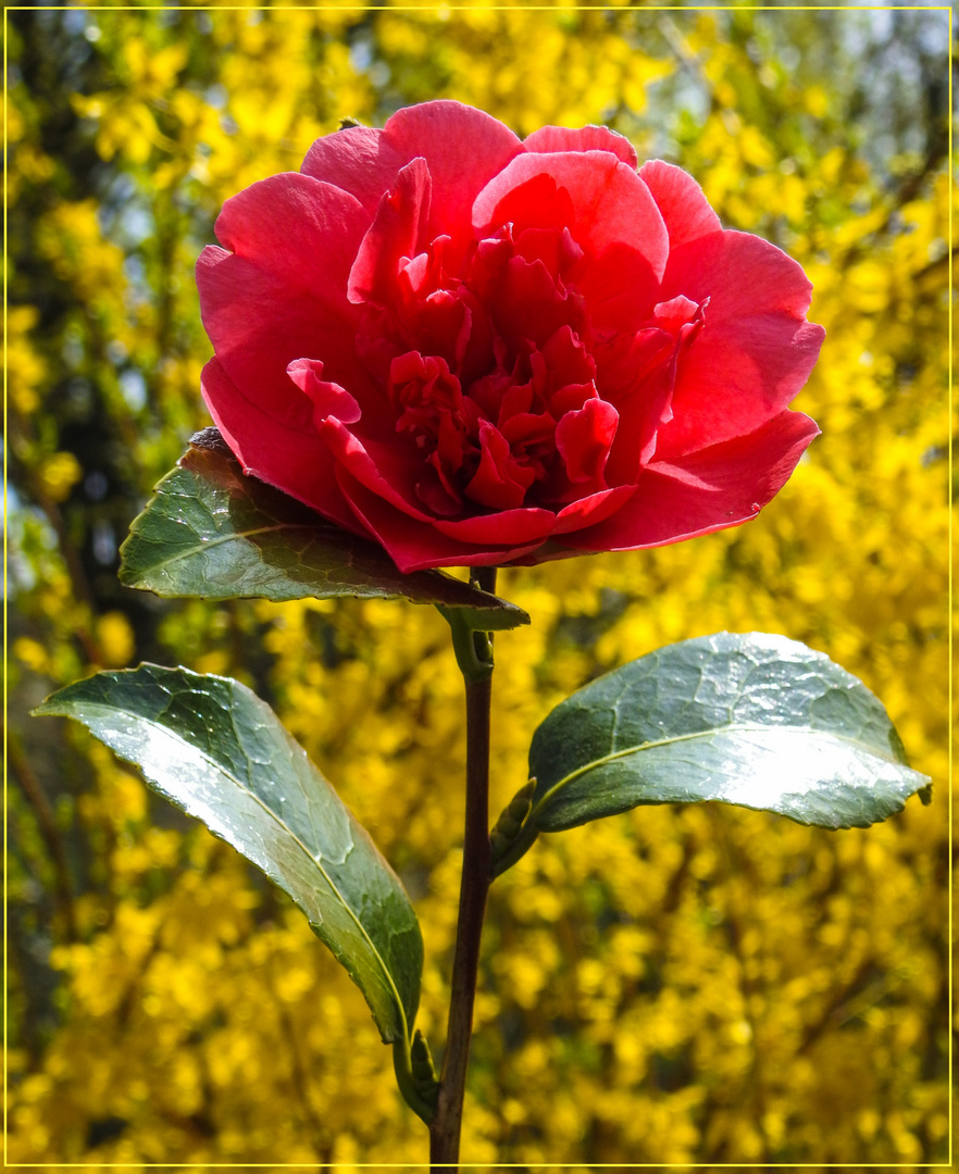 Mittwochsblümchen 2018-16 "Gardenie - Rot-Gelb-Grün..."