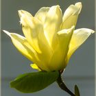 Mittwochsblümchen 2018-17 "Magnolie - in besondere Farbe..."