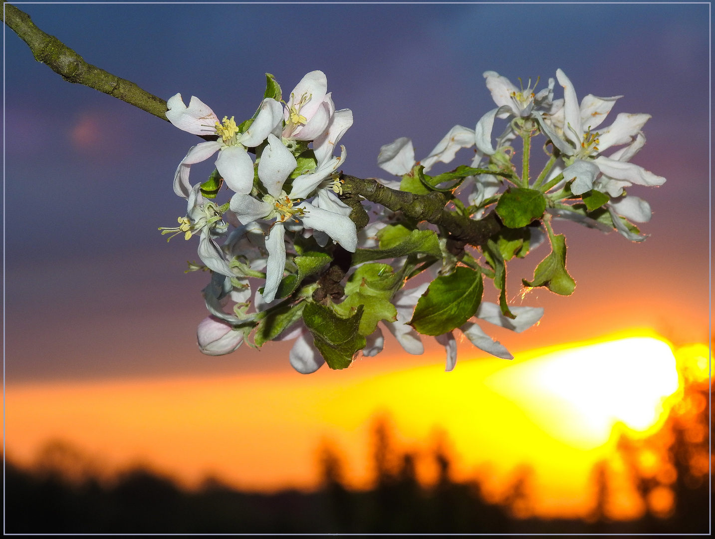 Mittwochsblümchen 2018-18 "Blühend in den Sonnenuntergang..."