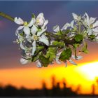 Mittwochsblümchen 2018-18 "Blühend in den Sonnenuntergang..."