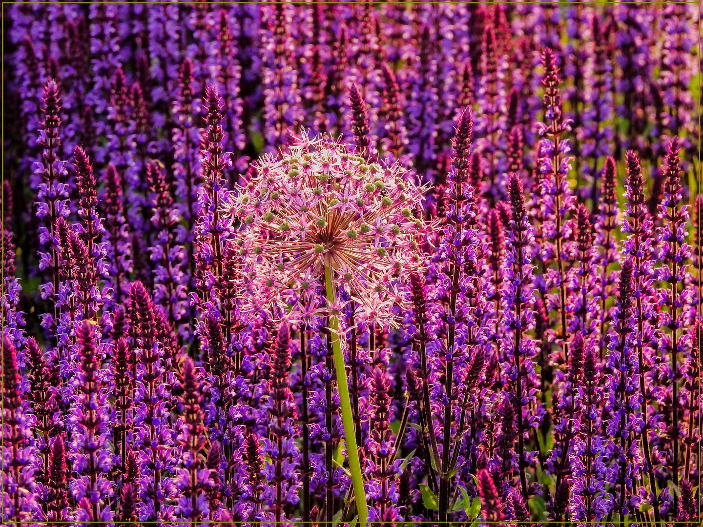 Mittwochsblümchen 2018-22 "Zum Kugeln - aber nur in Lila-Pink-Rosa..."