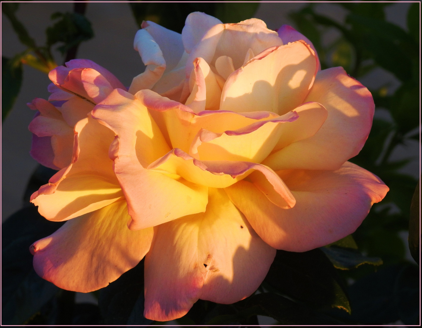 Mittwochsblümchen 2018-23 "Seebrücken-Rose - leuchtend im Abendlicht..."