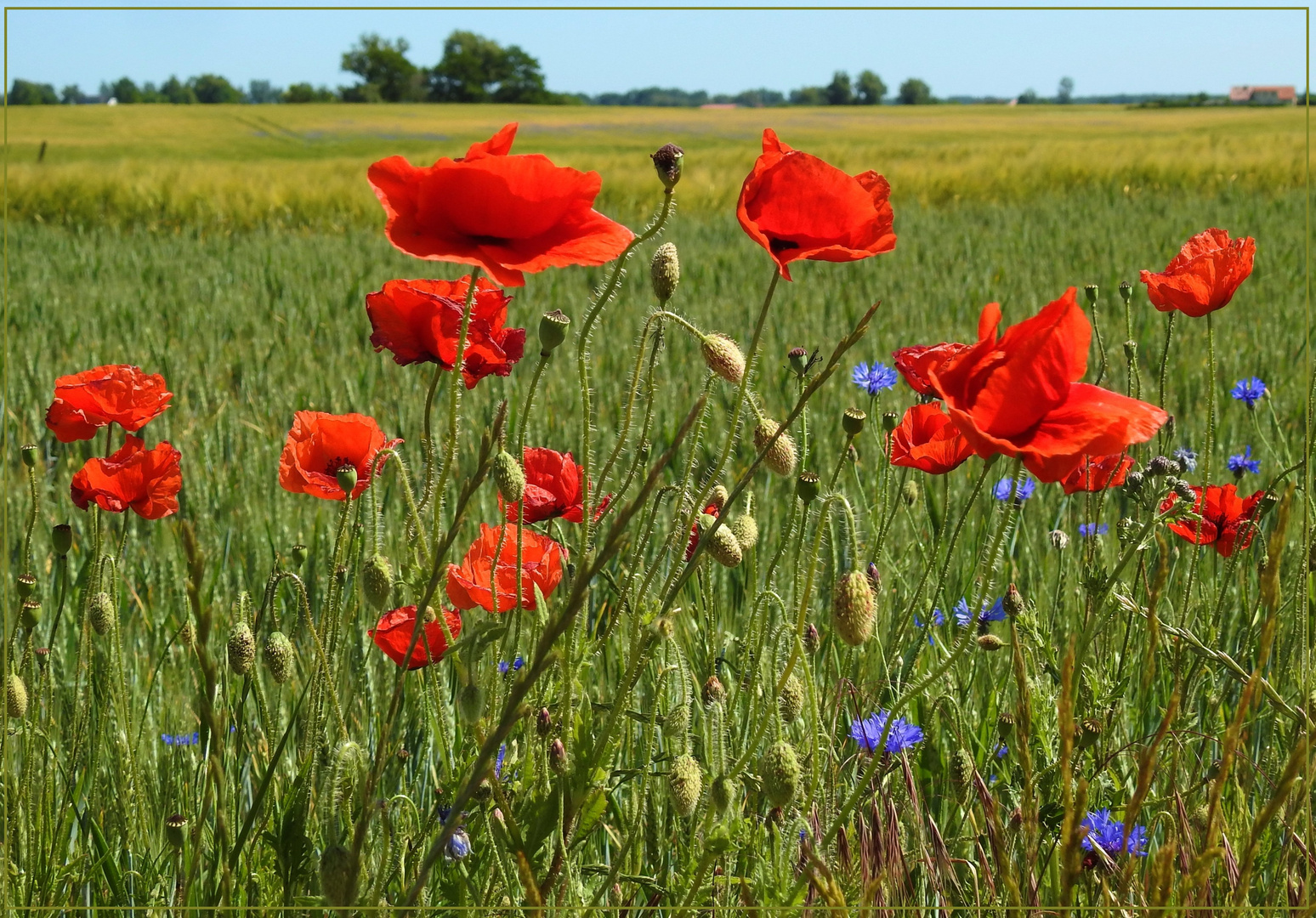 Mittwochsblümchen 2018-24 "Mohn- und Kornblumen - am Feldesrand..."