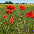 Mittwochsblümchen 2018-24 "Mohn- und Kornblumen - am Feldesrand..."