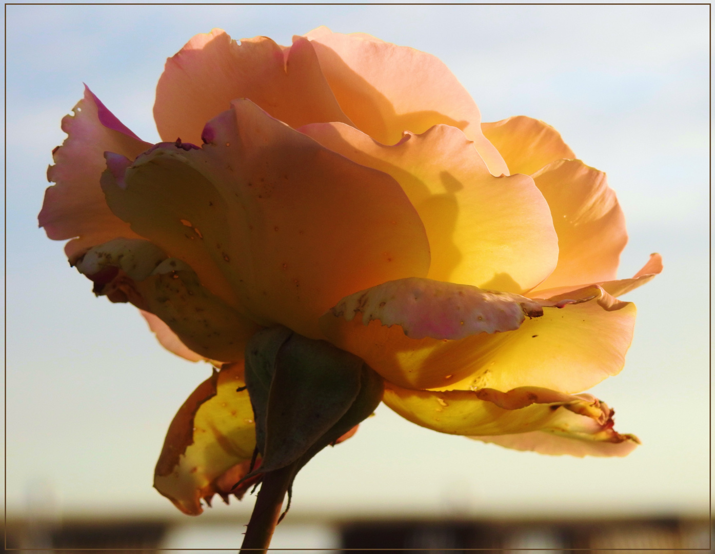 Mittwochsblümchen 2018-26 "Seebrückenrose - vom letzten Abend..."