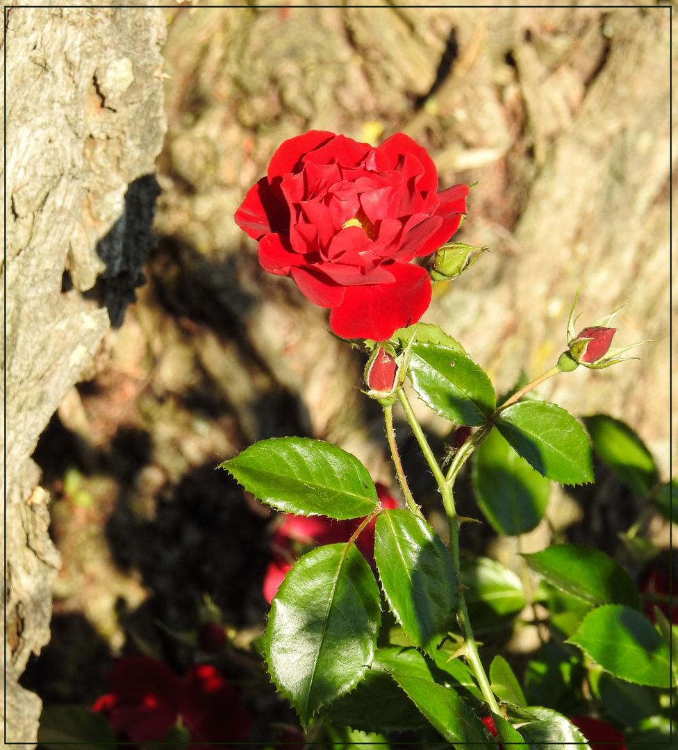 Mittwochsblümchen 2018-27 "Wustrower Boddenhafen-Rose - klein, aber oho...!