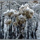 Mittwochsblümchen 2018-3 "Als ein Winter..."