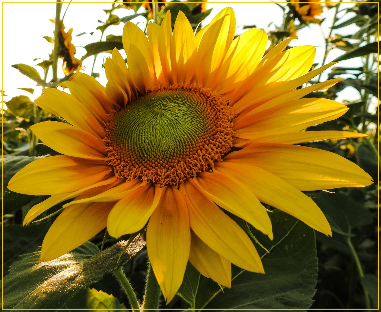 Mittwochsblümchen 2018-32 "So mag ich Sonne...!