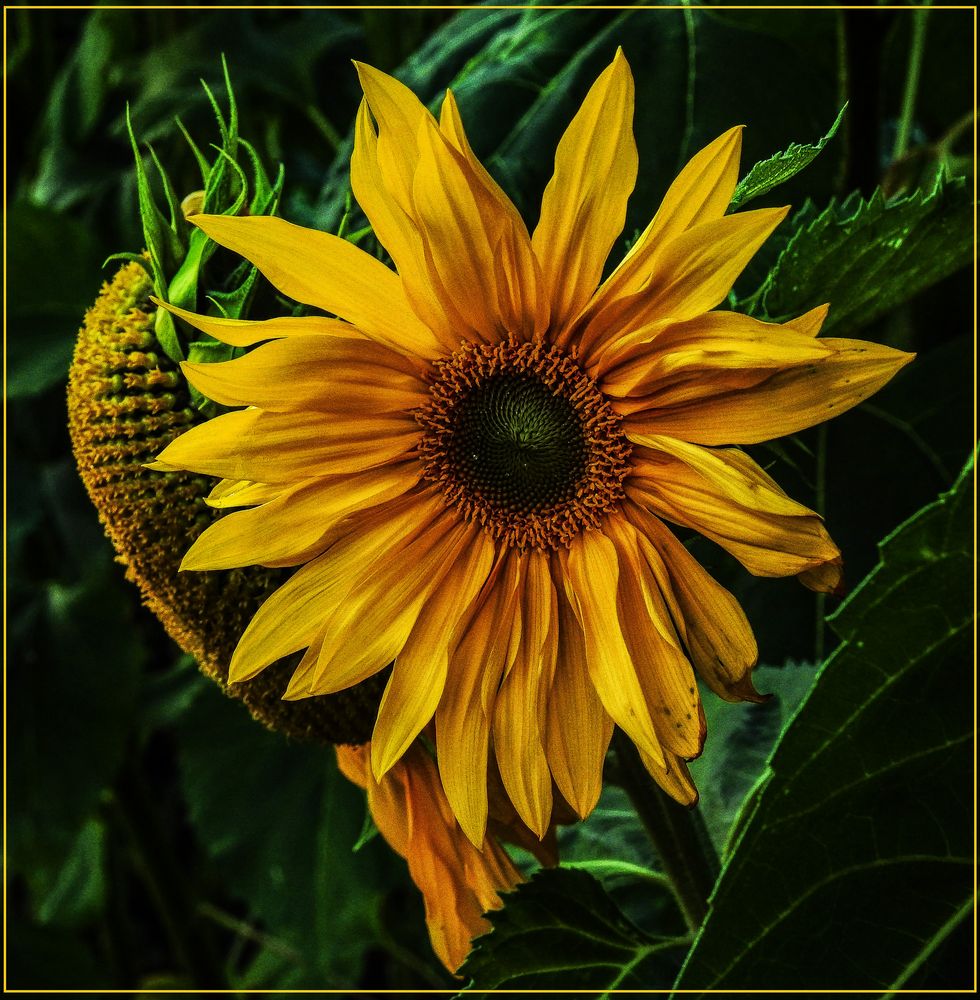 Mittwochsblümchen 201834 "Sonnenblume Alt und jung...! Foto & Bild