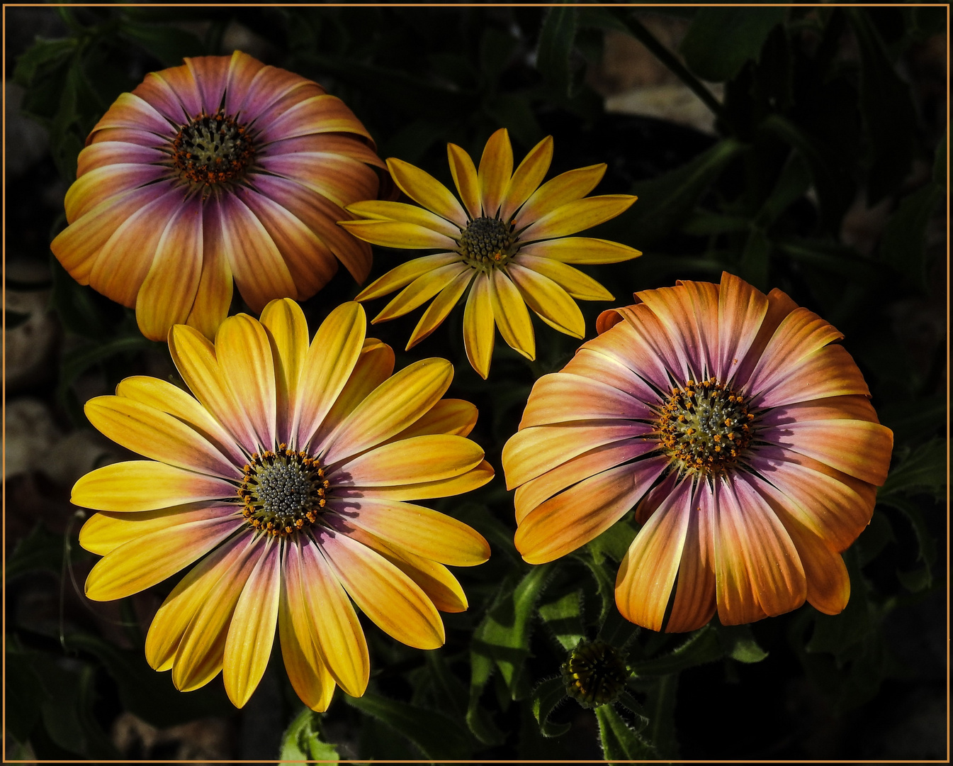 Mittwochsblümchen 2018-36 "Septemberblüten - Septemberfarben...!