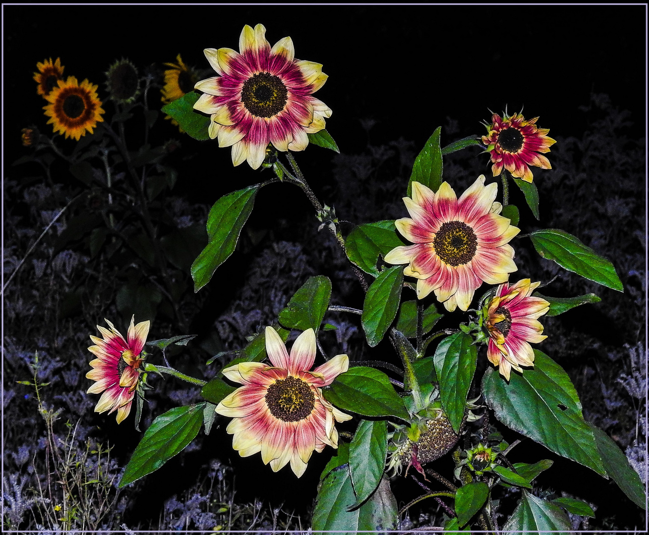 Mittwochsblümchen 2018-37 "Sonnenblumen - leuchten auch im Dunklen...!