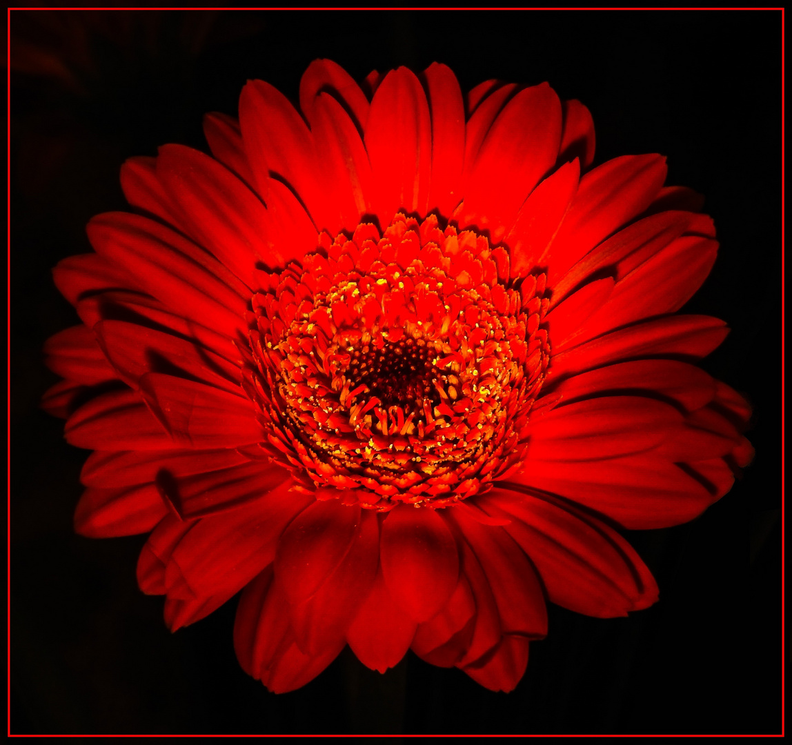 Mittwochsblümchen 2018-45 "Gerbera - ein rotes Leuchten..."