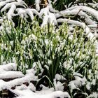 Mittwochsblümchen 2018-6 "Schnee auf Schneeglöckchen - nur für einen kuzen Moment..."