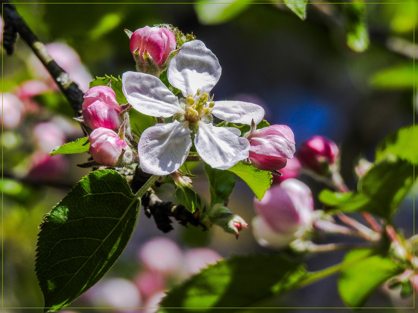 Mittwochsblümchen 2019-01 "Apfelblüte - Die Erste aus 2019..."