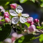 Mittwochsblümchen 2019-01 "Apfelblüte - Die Erste aus 2019..."