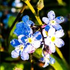 Mittwochsblümchen 2019-05 "Ganz Kleine - darf man nicht vergessen..."