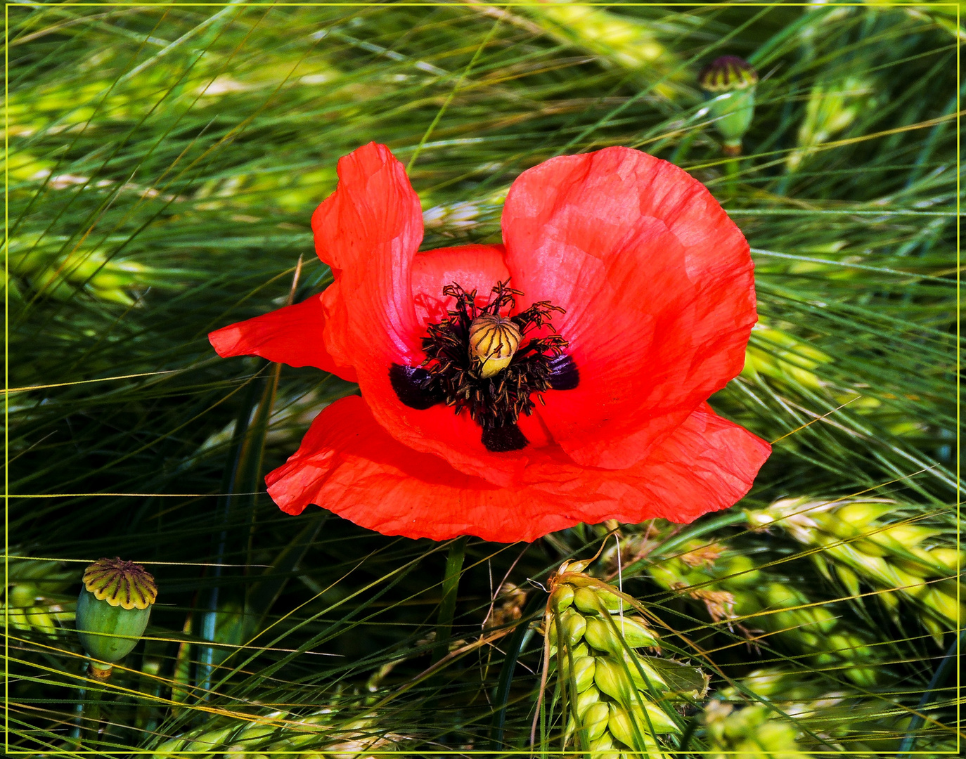 Mittwochsblümchen 2019-07 "Mohn - klatscht Applaus..."