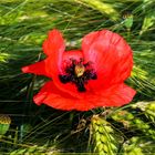 Mittwochsblümchen 2019-07 "Mohn - klatscht Applaus..."