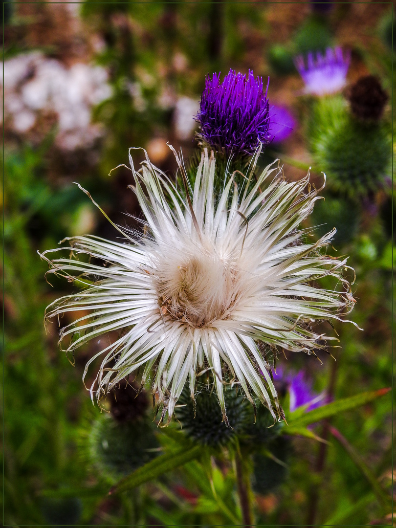 Mittwochsblümchen 2019-11 "Distel - jung und alt..."