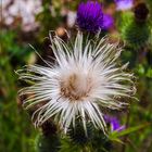 Mittwochsblümchen 2019-11 "Distel - jung und alt..."