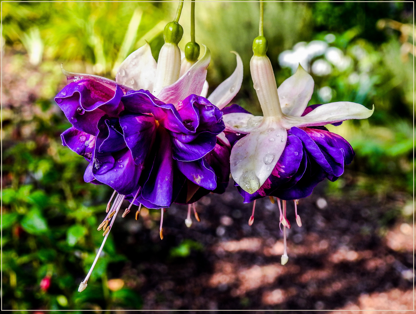 Mittwochsblümchen 2019-12 "Fuchsienblüten - so groß wie..."