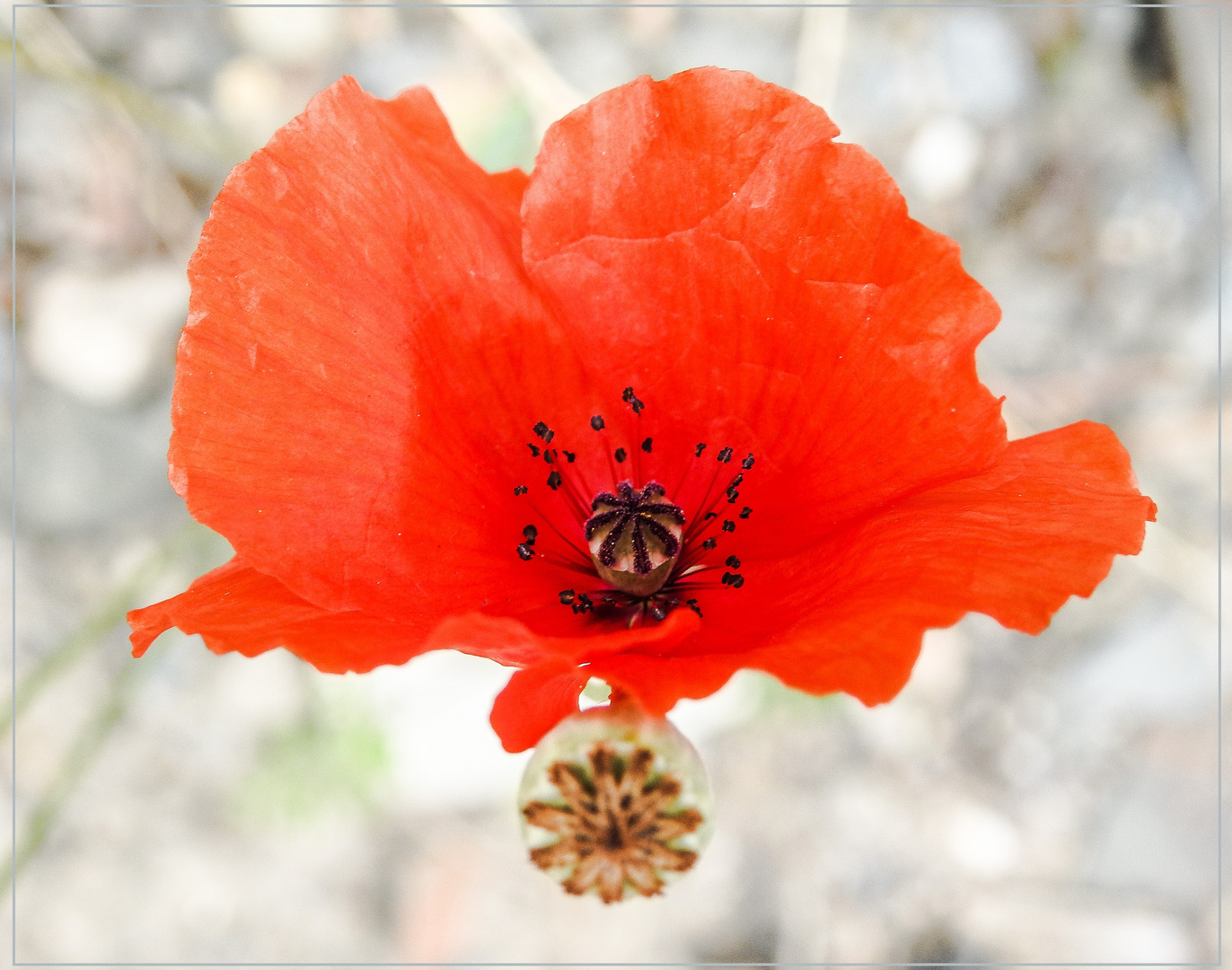 Mittwochsblümchen 2019-13 "Mohnblüte - jung und alt..."