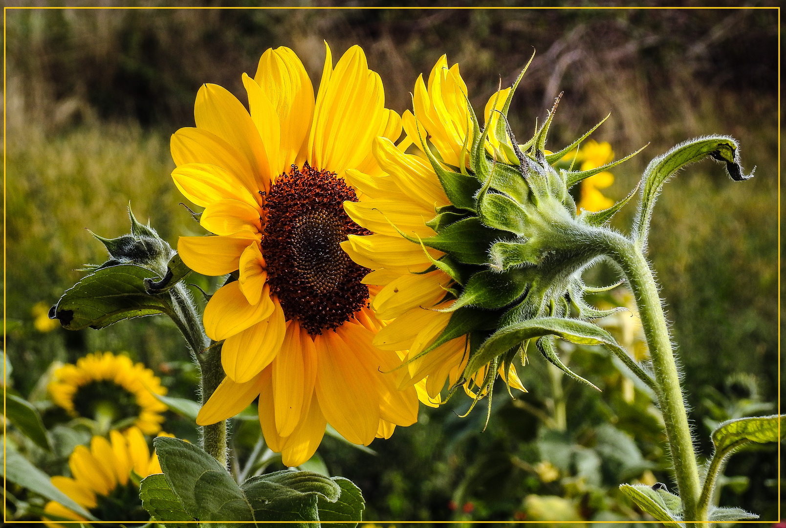 Mittwochsblümchen 2019-17 "Sonnenblumen - im Gespräch..."