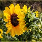 Mittwochsblümchen 2019-17 "Sonnenblumen - im Gespräch..."