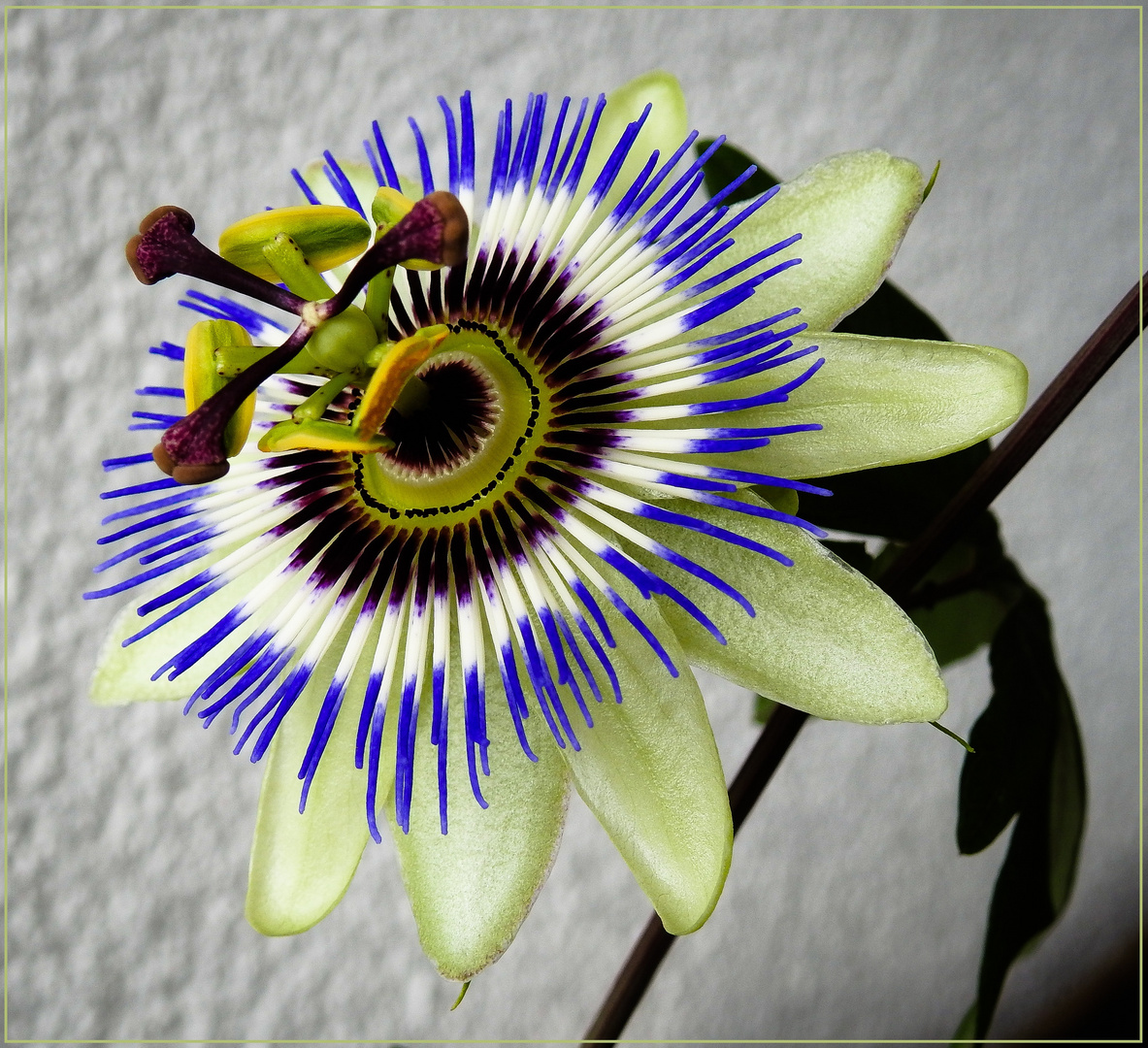 Mittwochsblümchen 2019-18 "Passionsblumenblüte - auf Muttis Balkon..."