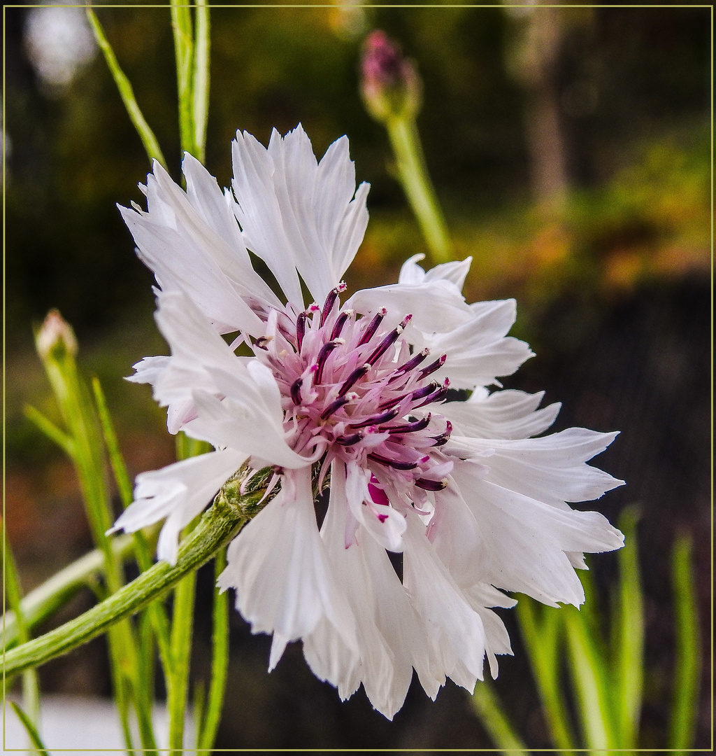 Mittwochsblümchen 2019-23 "Kornblumenblüte - weiß-rosé..."