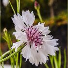 Mittwochsblümchen 2019-23 "Kornblumenblüte - weiß-rosé..."