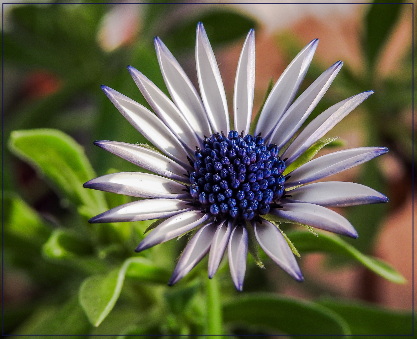 Mittwochsblümchen 2020-02 "Blaues Blumenherz - mit weißem Strahlenkranz..."