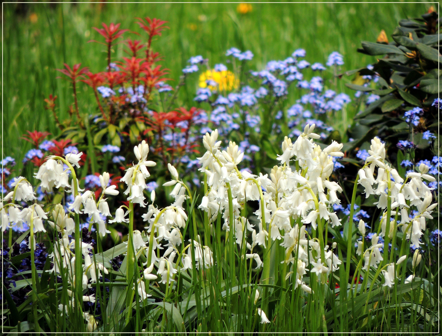 Mittwochsblümchen 2020-04 "Frühlingsweltwelt - bunt, bunter..."