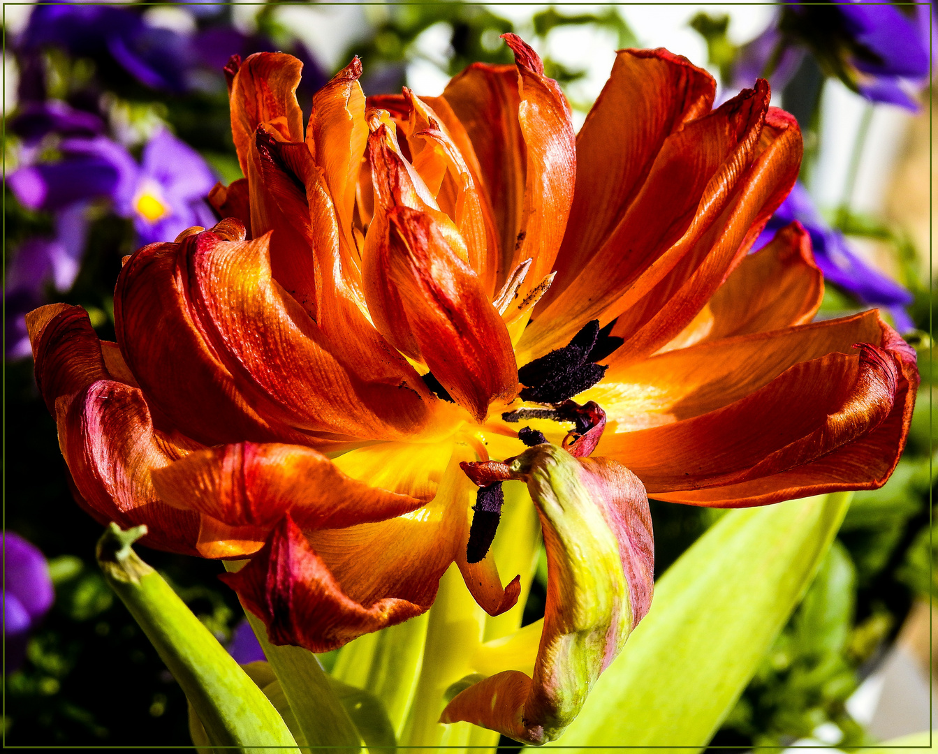 Mittwochsblümchen 2020-08 "Tulpenschönheit - rot-gelb-grün vor blau..."