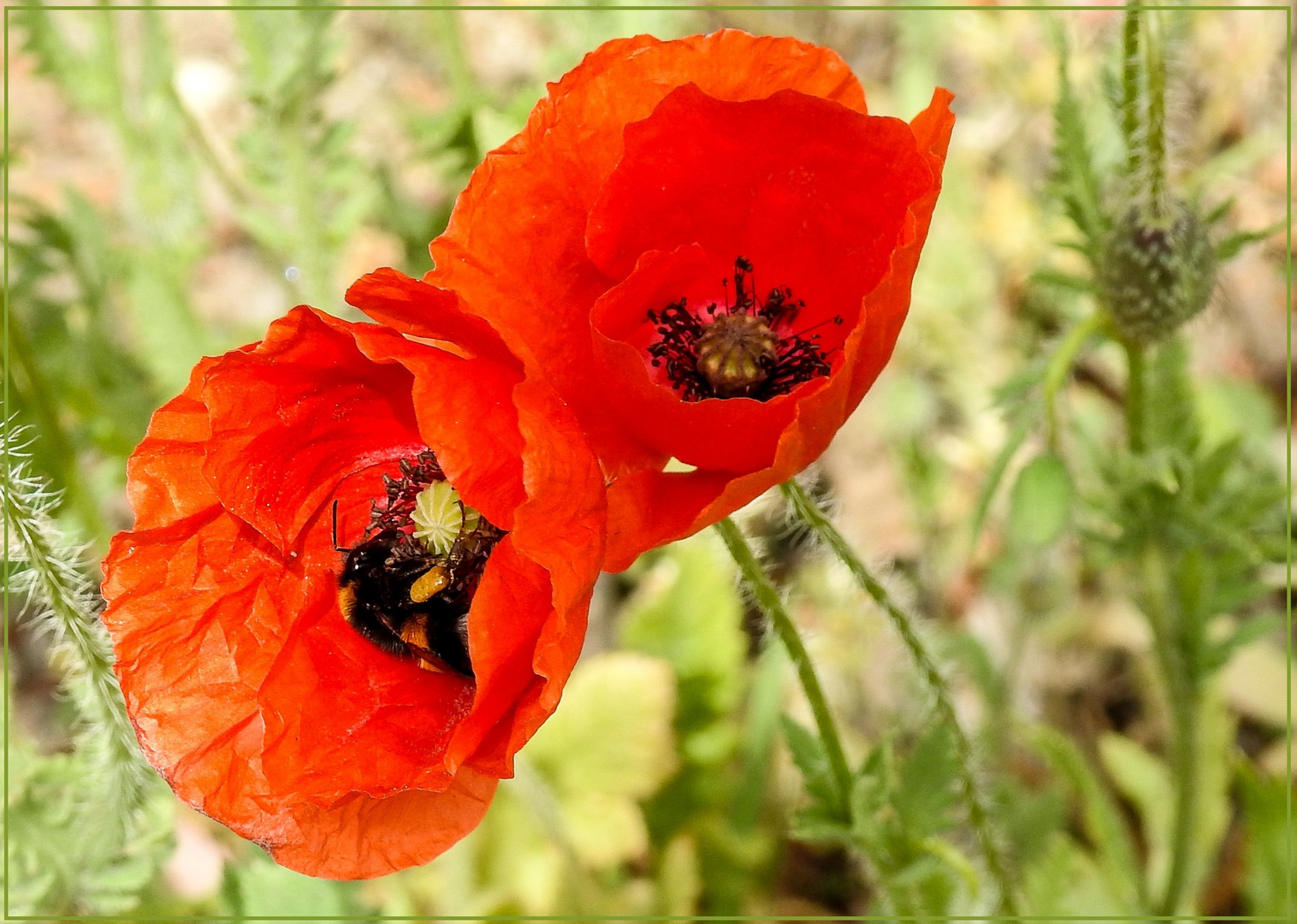 Mittwochsblümchen 2020-09 "Mohn - Zwei mal geklatscht ROT mit Besucher..."