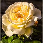 Mittwochsblümchen 2020-10 "Rose - im Sonnenlicht eines Juniabends..."