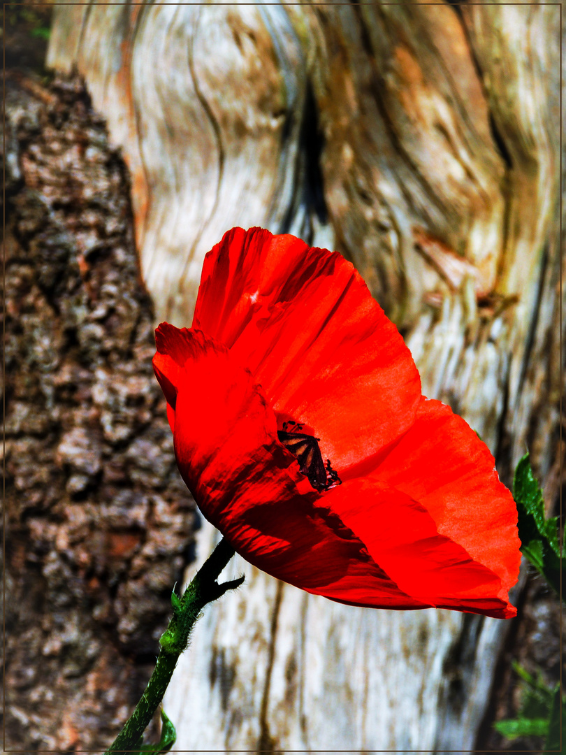 Mittwochsblümchen 2020-13 "Mohn - rot, zart und weich..."