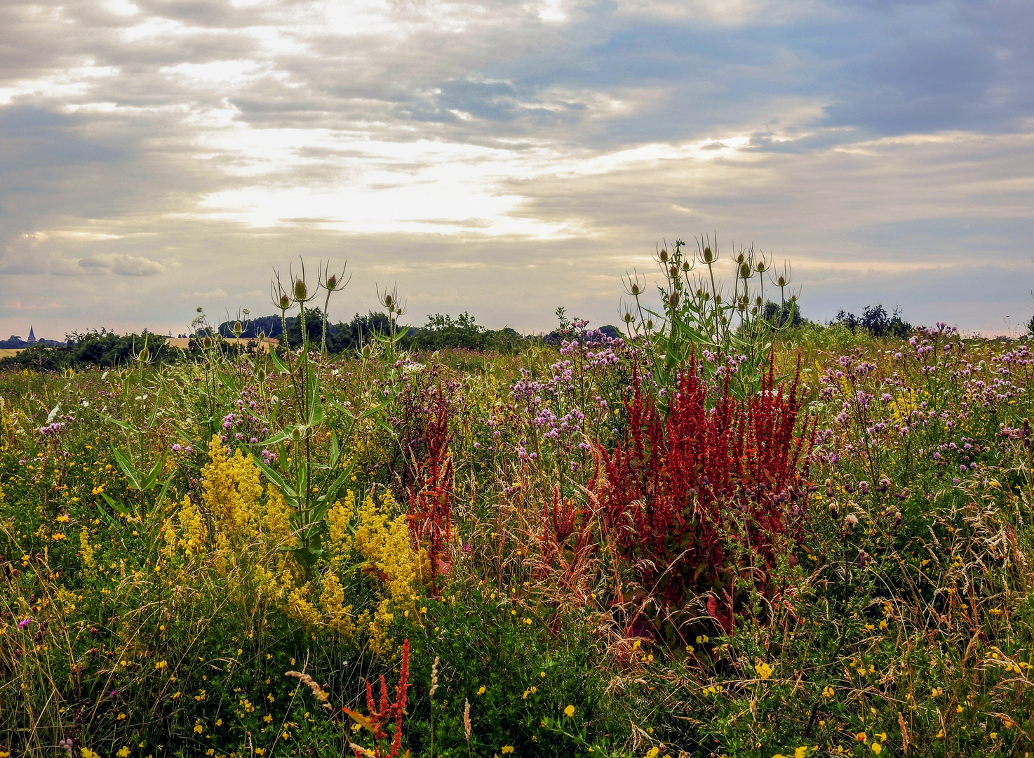 Mittwochsblümchen 2020-14 "Wiesenblumen - ganz viele bunte, verschiedene..."