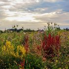 Mittwochsblümchen 2020-14 "Wiesenblumen - ganz viele bunte, verschiedene..."