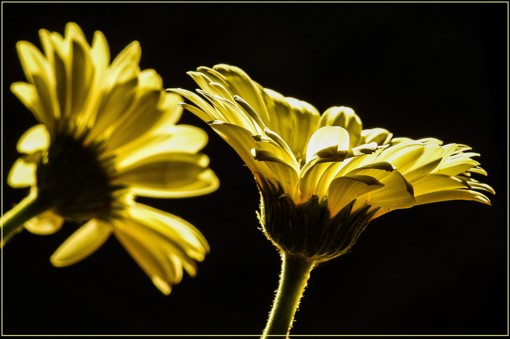 Mittwochsblümchen 2020-15 "Gerbera - im Abend-Sonnenlicht..."