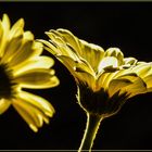 Mittwochsblümchen 2020-15 "Gerbera - im Abend-Sonnenlicht..."