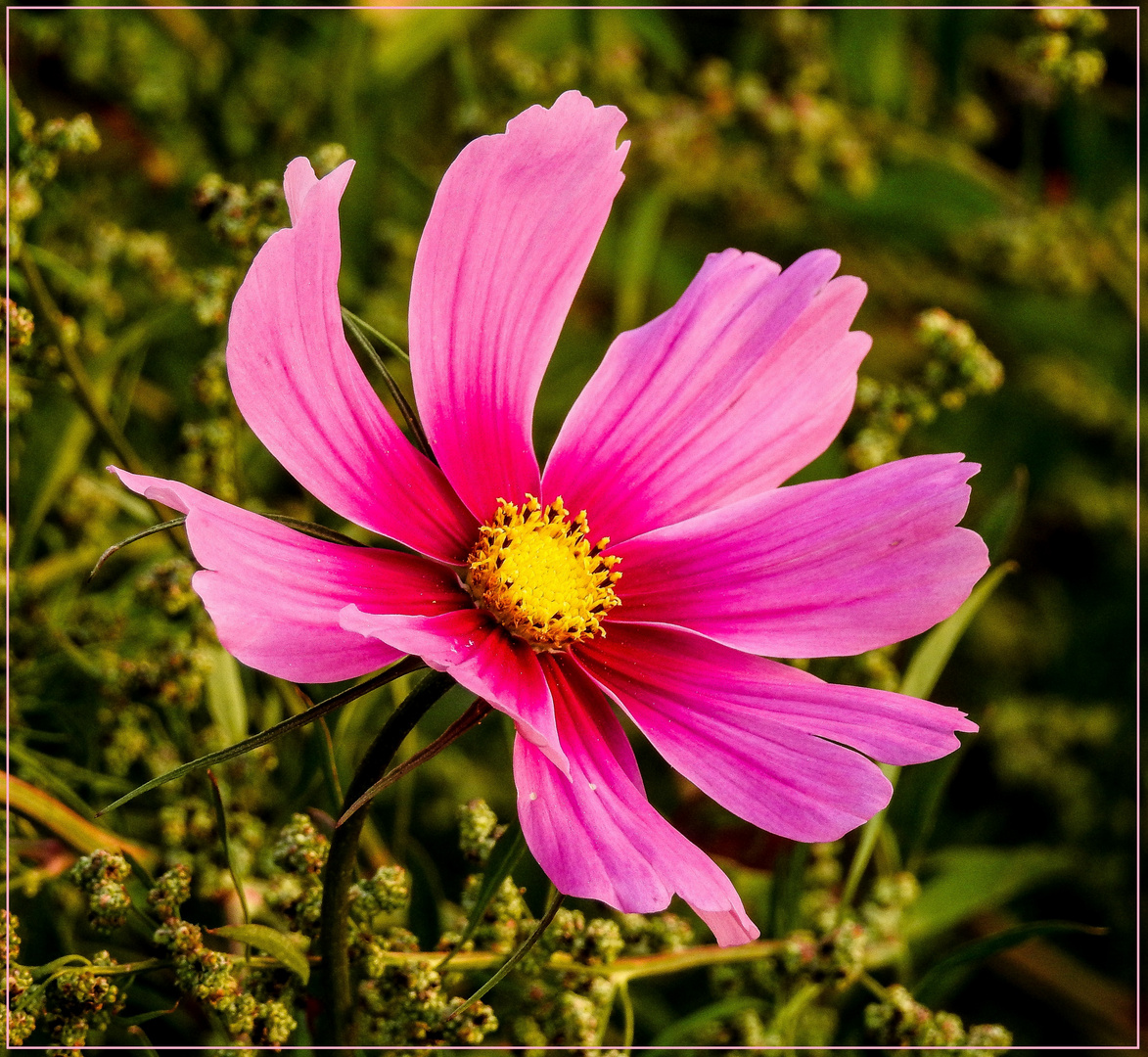 Mittwochsblümchen 2020-23 "Cosmea - nur für Heidemarie..."