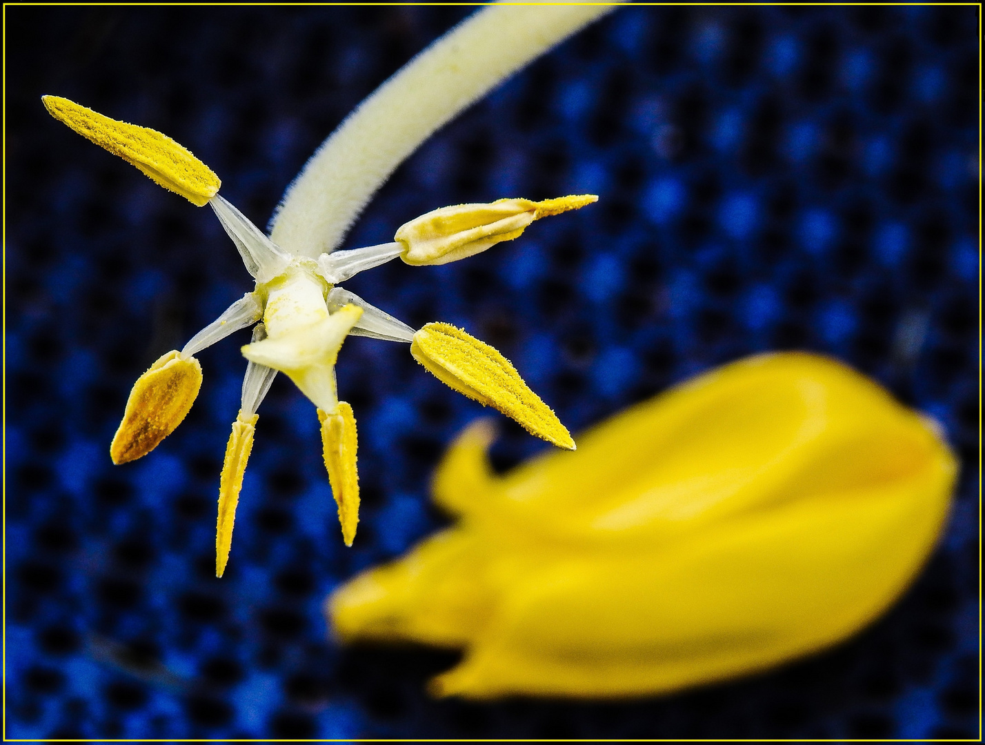 Mittwochsblümchen 2020-28 "Tulpe - was von Einer übrig bleibt..."