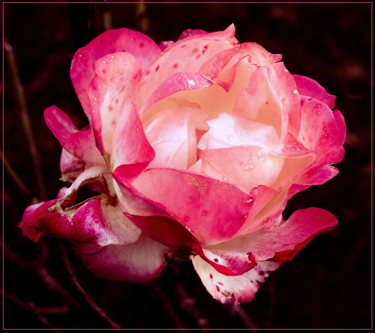 Mittwochsblümchen 2020-34 "Rosenblüte - eine Letzte..."