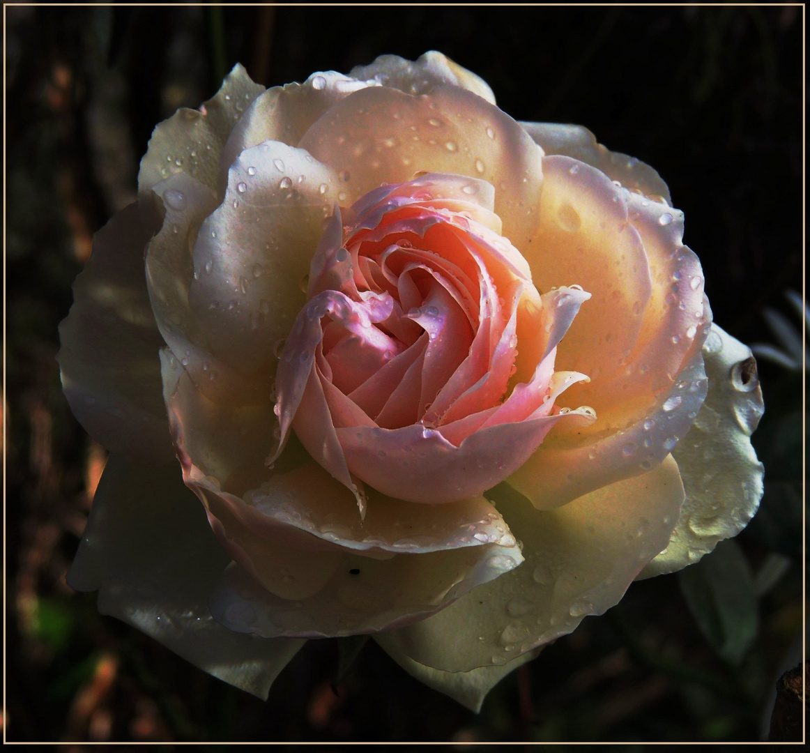 Mittwochsblümchen 2020-35 "Rosenblüte - auch eine Letzte..."