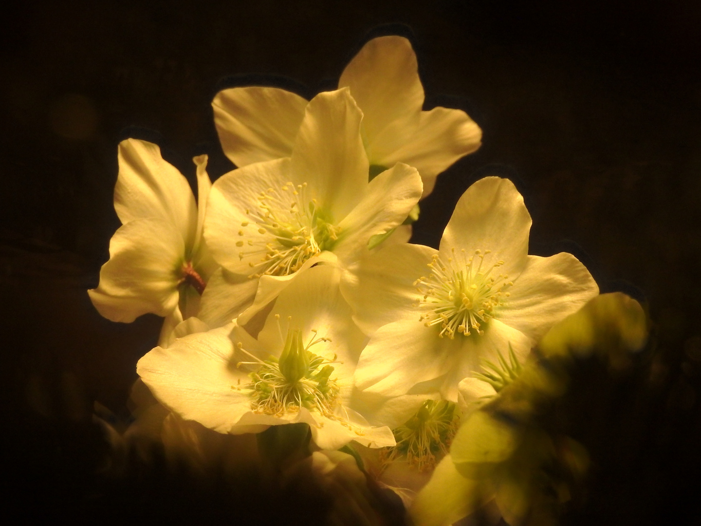 Mittwochsblümchen 2020-36 "Christrosen - im weihnachtlichen Licht..."