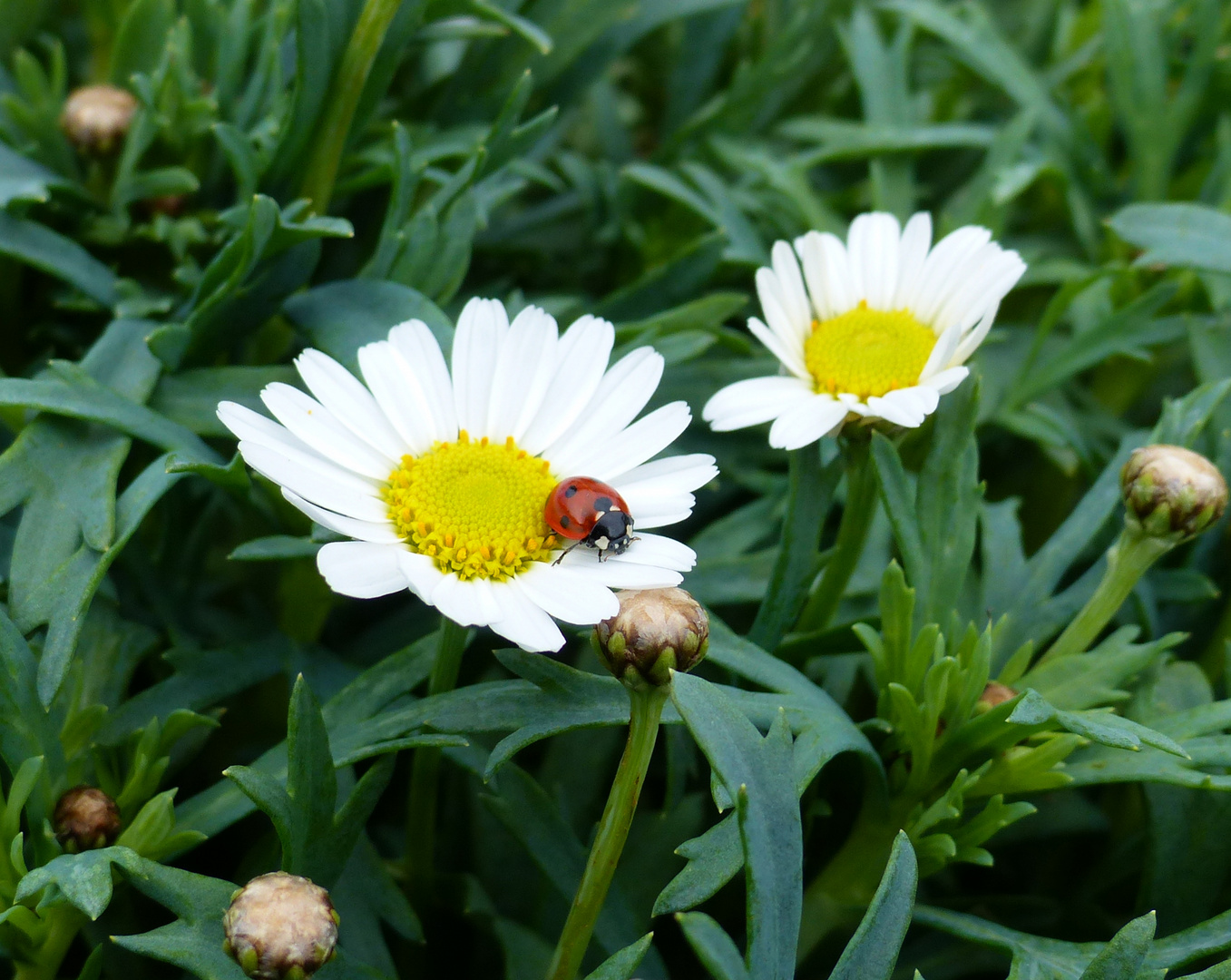 Mittwochsblümchen 